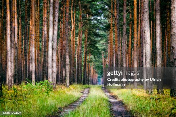 european red pine lined forest road in brandenburg, germany - brandemburgo - fotografias e filmes do acervo