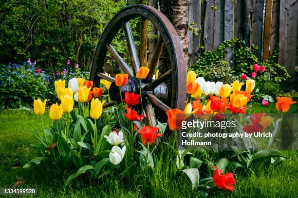 tulips growing between old wooden wagon wheel - tulip stock-fotos und bilder