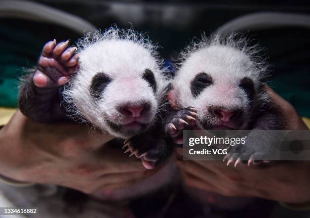 One-month-old cubs given birth by giant panda 'Su Shan' are seen at Shenshuping giant panda base on August 17, 2021 in Aba Tibetan and Qiang...