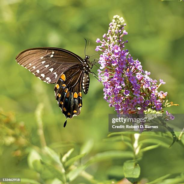 spicebush swallowtail - spice swallowtail butterfly stock pictures, royalty-free photos & images