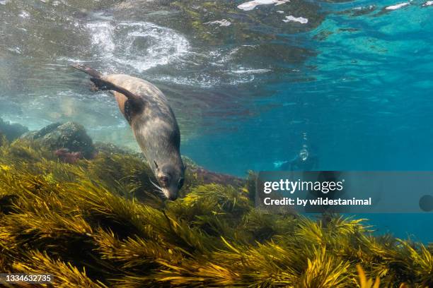 young australian cape fur seal diving into the water, montague island, nsw, australia. - sea grass stock pictures, royalty-free photos & images