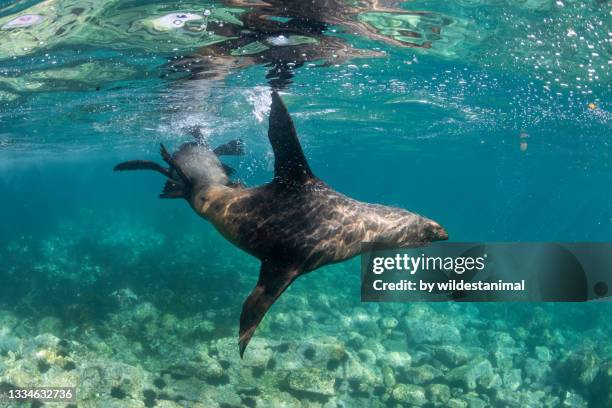 australian cape fur seal in shallow water, montague island, nsw, australia. - sea lion stock pictures, royalty-free photos & images