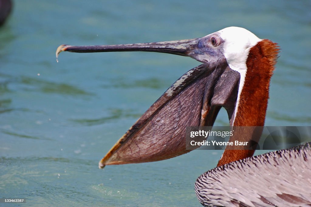 Female Wite Pelican