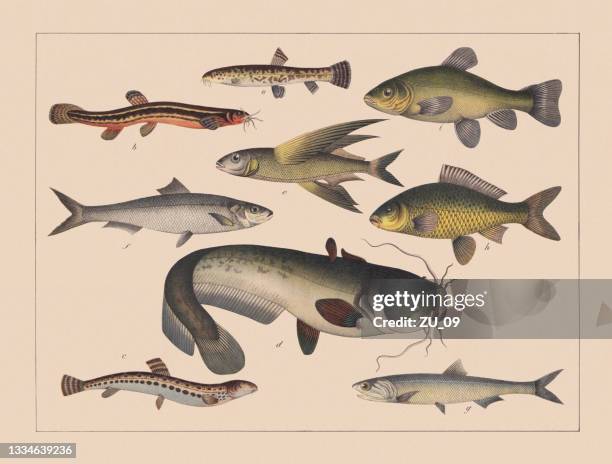 bony fishes (teleostei), hand-colored chromolithograph, published in 1882 - catfish stock illustrations