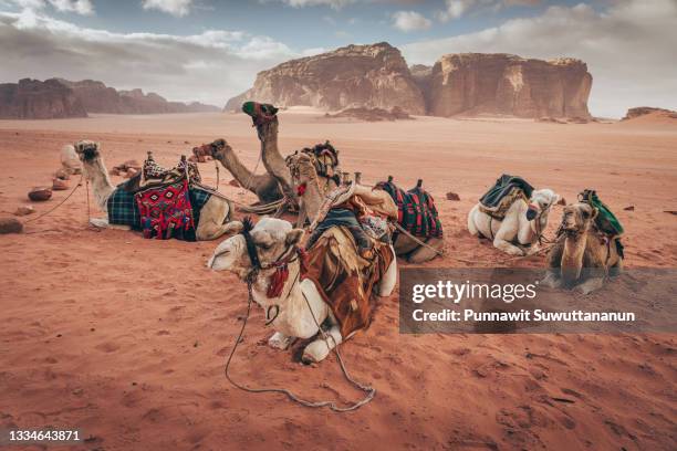 camels in wadi rum desert, famous red sand desert in jordan, arab - afghanistan desert stock pictures, royalty-free photos & images