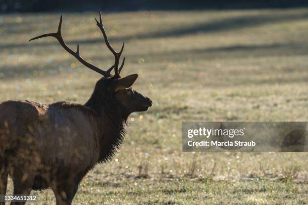 Elk Rack Background 148 Deer Rack Mount Stock Photos, High-Res Pictures, and Images - Getty ...