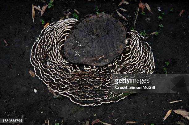 fungi ring around an old tree stump - circondare foto e immagini stock