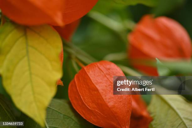 lampionblume (physalis alkekengi) - japanese lantern foto e immagini stock