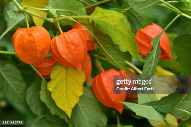 lampionblume (physalis alkekengi) - chinese lantern stock pictures, royalty-free photos & images