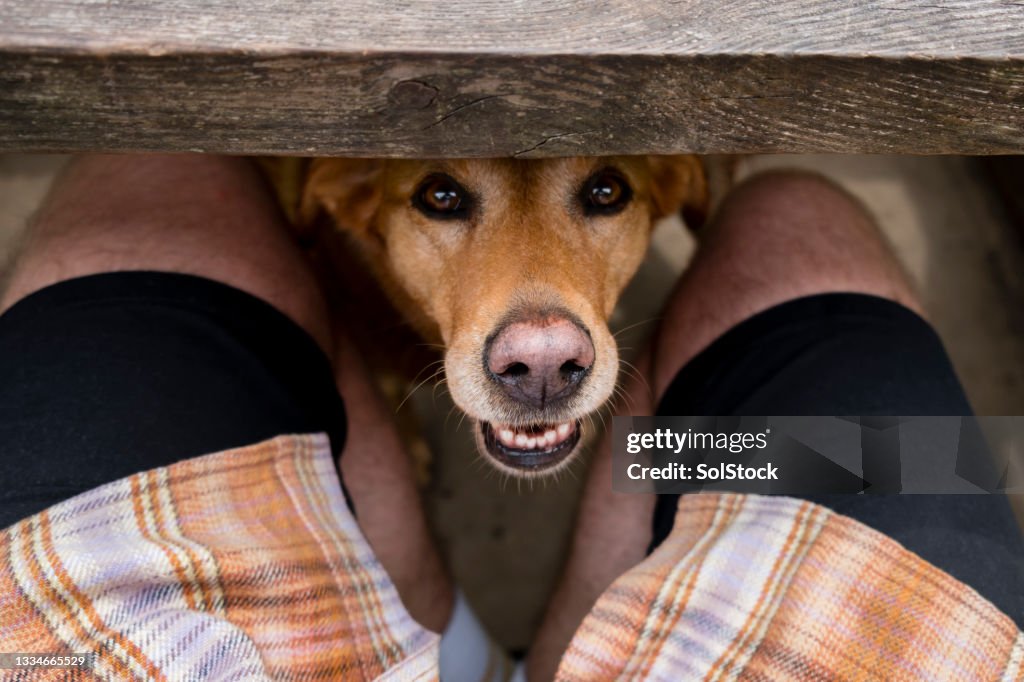 Peeking Labrador Retriever