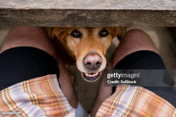 peeking labrador retriever - smelling stock pictures, royalty-free photos & images