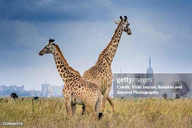 beautiful scene of two giraffe in criss cross pose in front of nairobi skyline in kenya - kenya stock pictures, royalty-free photos & images