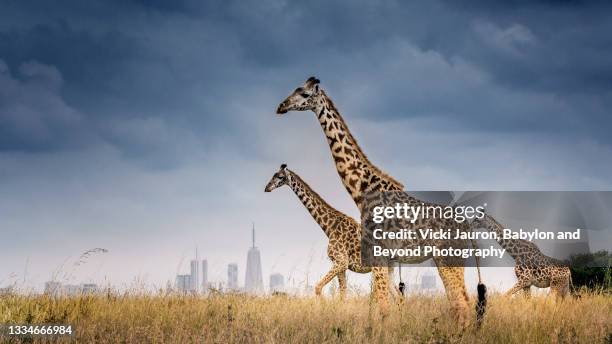 beautiful scene of three giraffe in front of nairobi skyline in kenya - nairobi fotografías e imágenes de stock