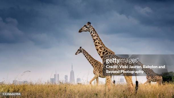 beautiful scene of three giraffe in front of nairobi skyline in kenya - nairobi stockfoto's en -beelden