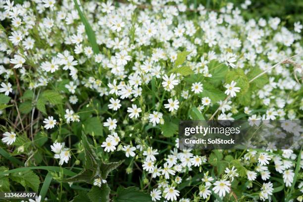 garckweed orejera de ratón - álsine fotografías e imágenes de stock
