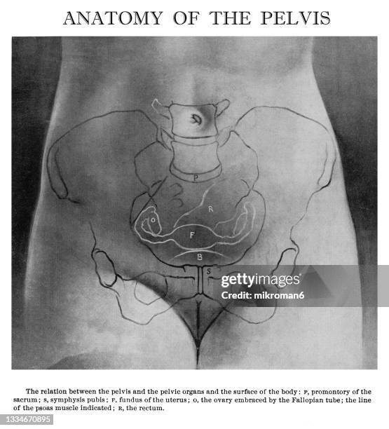 old engraved illustration of anatomy of female pelvis - spinal cord cross section stock pictures, royalty-free photos & images