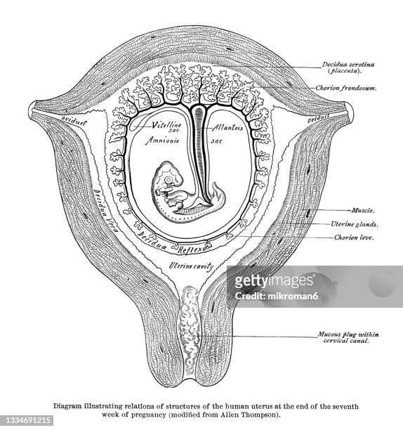 old engraved illustration of diagram illustrating relations of structures of the human uterus at the end of the seventh week of pregnancy - 6 week foetus fotografías e imágenes de stock