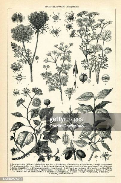 153点の植物 図鑑イラスト素材 Getty Images 153点の植物 図鑑イラスト素材 Getty Images