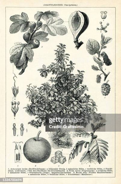 herbal drawing of breadfruit fig mulberry drawing 1895 - fruit tree illustration stock illustrations