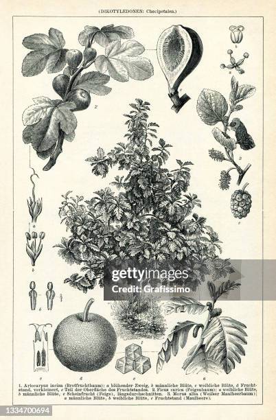 herbal drawing of breadfruit fig mulberry drawing 1895 - enciclopedia stock illustrations