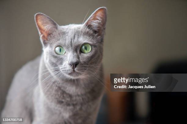 korat cat portrait - siamese cat stockfoto's en -beelden