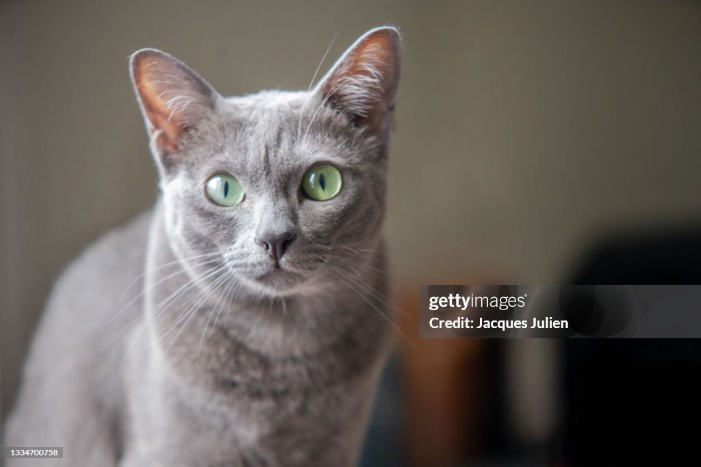 Korat cat portrait
