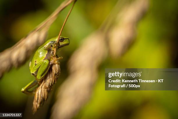 close-up of insect on plant - fotografi ストックフォトと画像