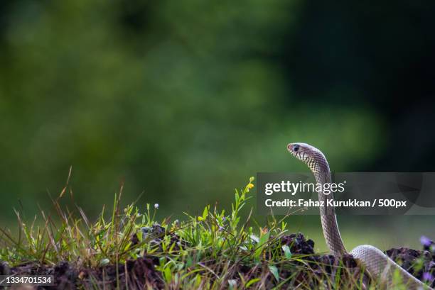 close-up of water grass snake on field - water snake stock pictures, royalty-free photos & images