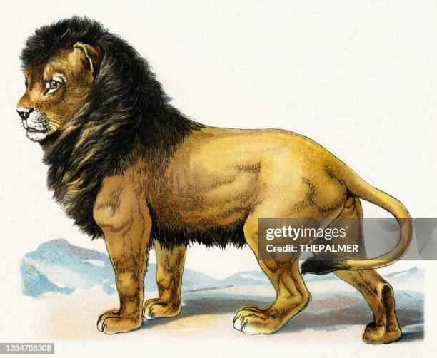 lion illustration 1899 - lithograph stock illustrations