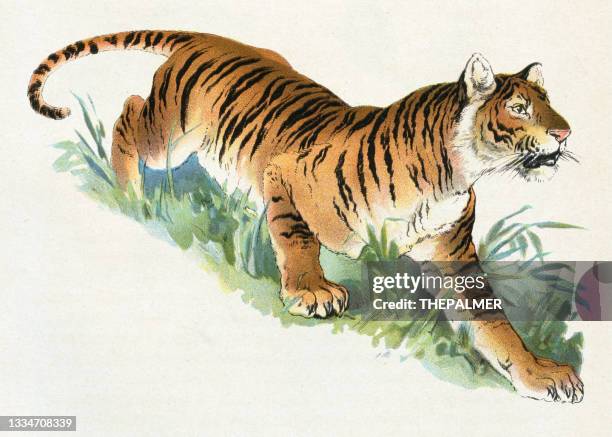 tiger illustration 1899 - tiger print stock illustrations