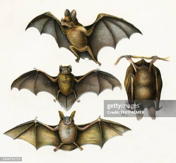 bats illustration 1899 - bat animal stock illustrations