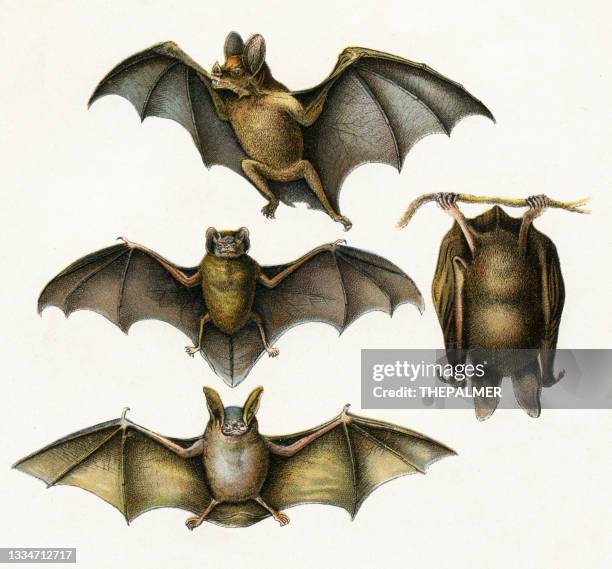 15,019 Bat Animal Photos and Premium High Res Pictures - Getty Images 15,019 Bat Animal Photos and Premium High Res Pictures - Getty Images