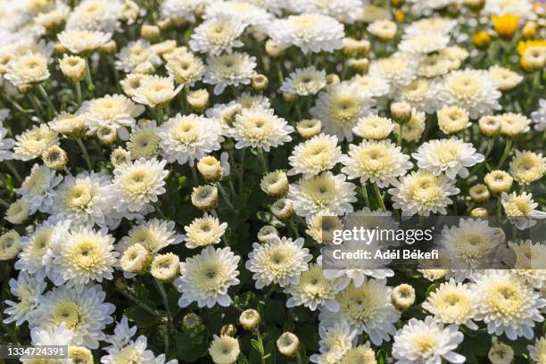 white chrysanthemum - agony in the garden stockfoto's en -beelden