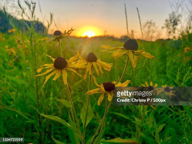 close-up of flowering plants on field against sky during sunset,franklin,tennessee,united states,usa - テネシー州 フランクリン ストックフォトと画像