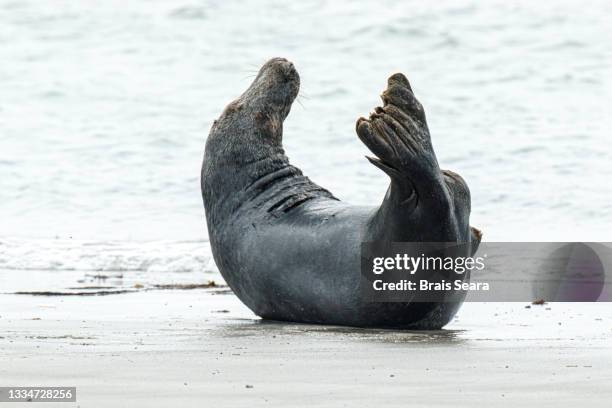 grey seal (halichoerus grypus) male resting on the beach. - contortionist stock pictures, royalty-free photos & images