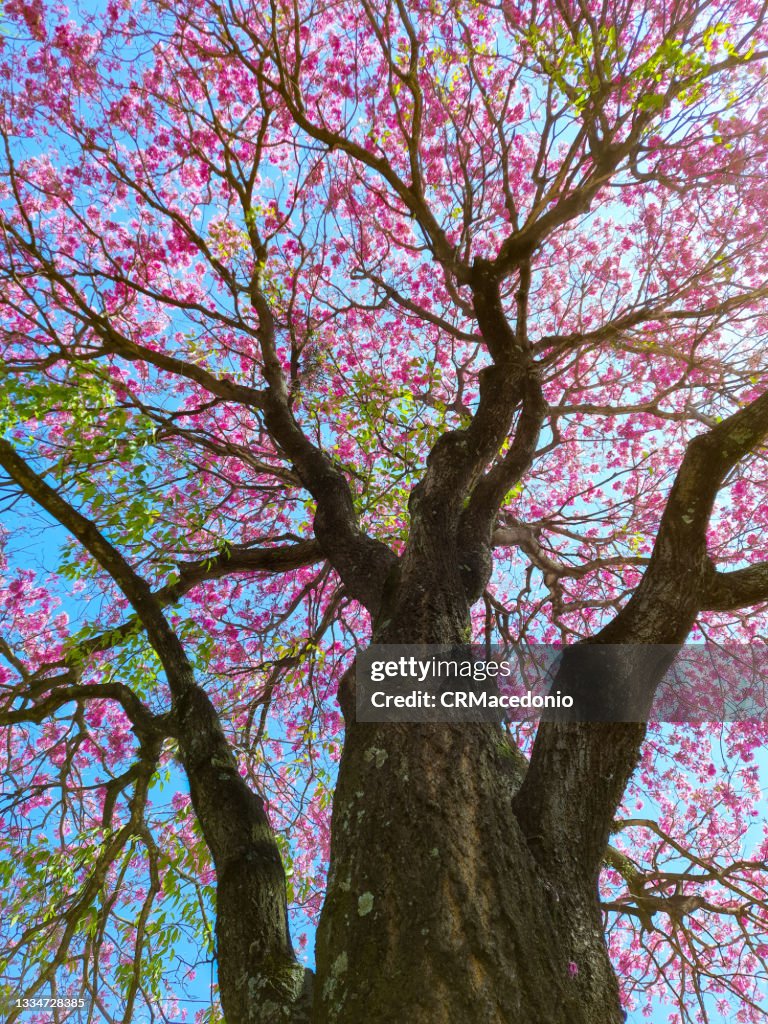 Handroanthus heptaphyllus flowering