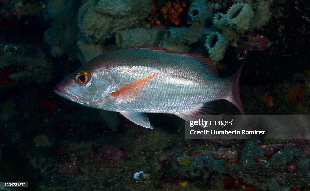 Mahogany Snapper.