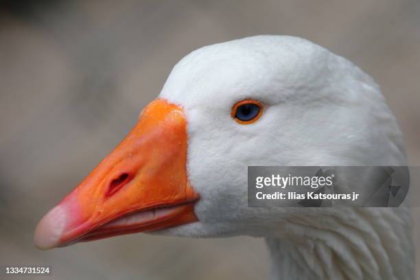 close up of goose bird, defocused background - goose bird stock-fotos und bilder