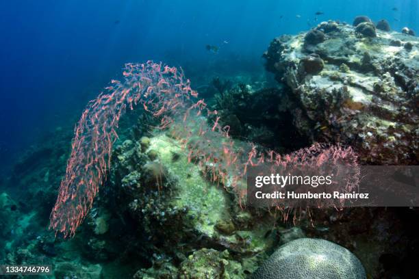 pelagic tunicates. - sea squirt stock pictures, royalty-free photos & images