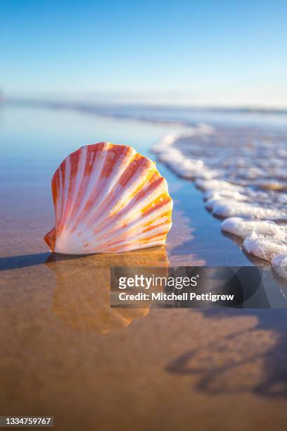 focussed shell - beach shells ストックフォトと画像