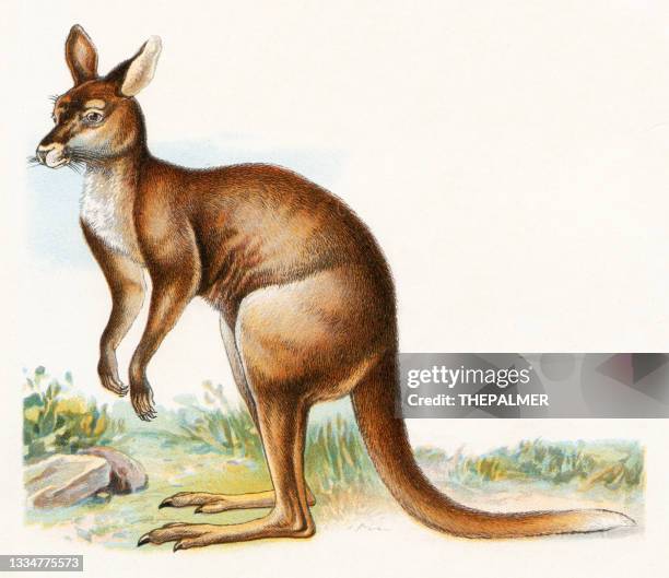 illustration 1899 - kangaroo stock illustrations