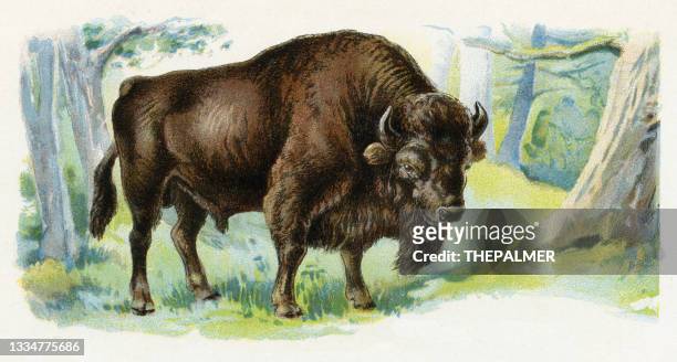 stockillustraties, clipart, cartoons en iconen met bison illustration 1899 - european bison