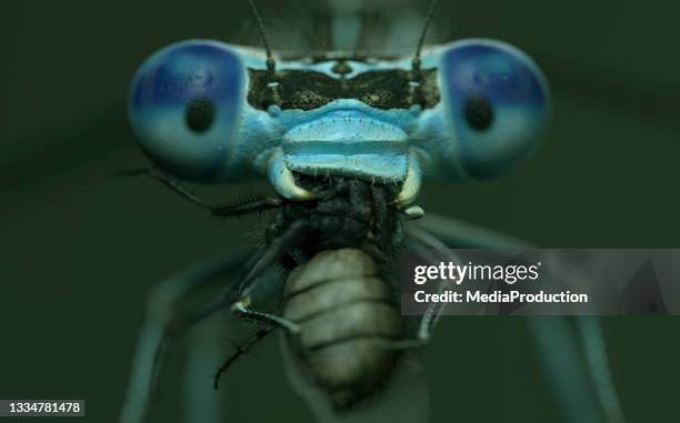 Toothy Insects 841 Tooth Bugs Stock Photos, High-Res Pictures, and Images - Getty Images