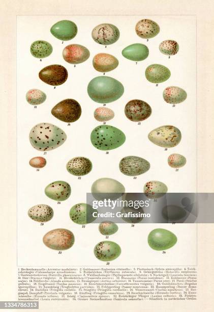 collection of different eggs of songbird bluetit wren finch 1897 - enciclopedia stock illustrations