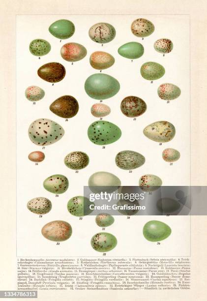 collection of different eggs of songbird bluetit wren finch 1897 - encyclopaedia stock illustrations