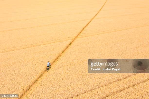 man cycling on a path through a wheat field on his gravel bike - people on footpath stock pictures, royalty-free photos & images