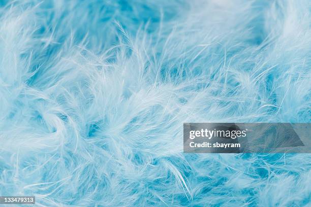 blue feathers - feather texture stock pictures, royalty-free photos & images