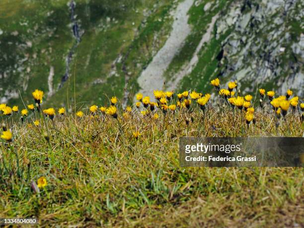 alpine hawkbits ((leontodon helveticus) flowering at gotthard pass - leontodon stock pictures, royalty-free photos & images