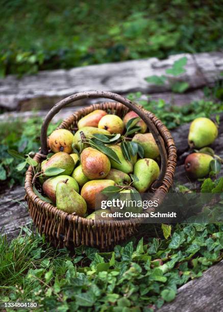 fresh organic ripe pears with leaves in the wicker basket on the old wooden garden stairs. - birne stock-fotos und bilder