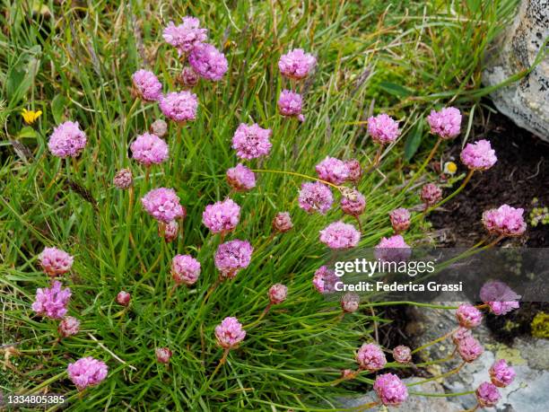alpine thrift (armeria alpina) flowering at gotthard pass - arméria - fotografias e filmes do acervo